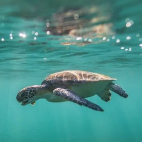 Save Sea Turtles